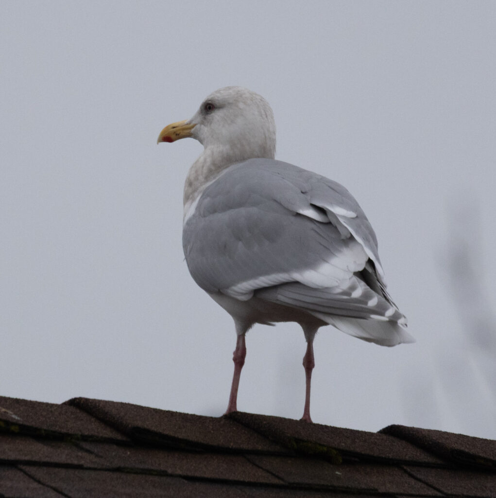 Cook Inlet Gull