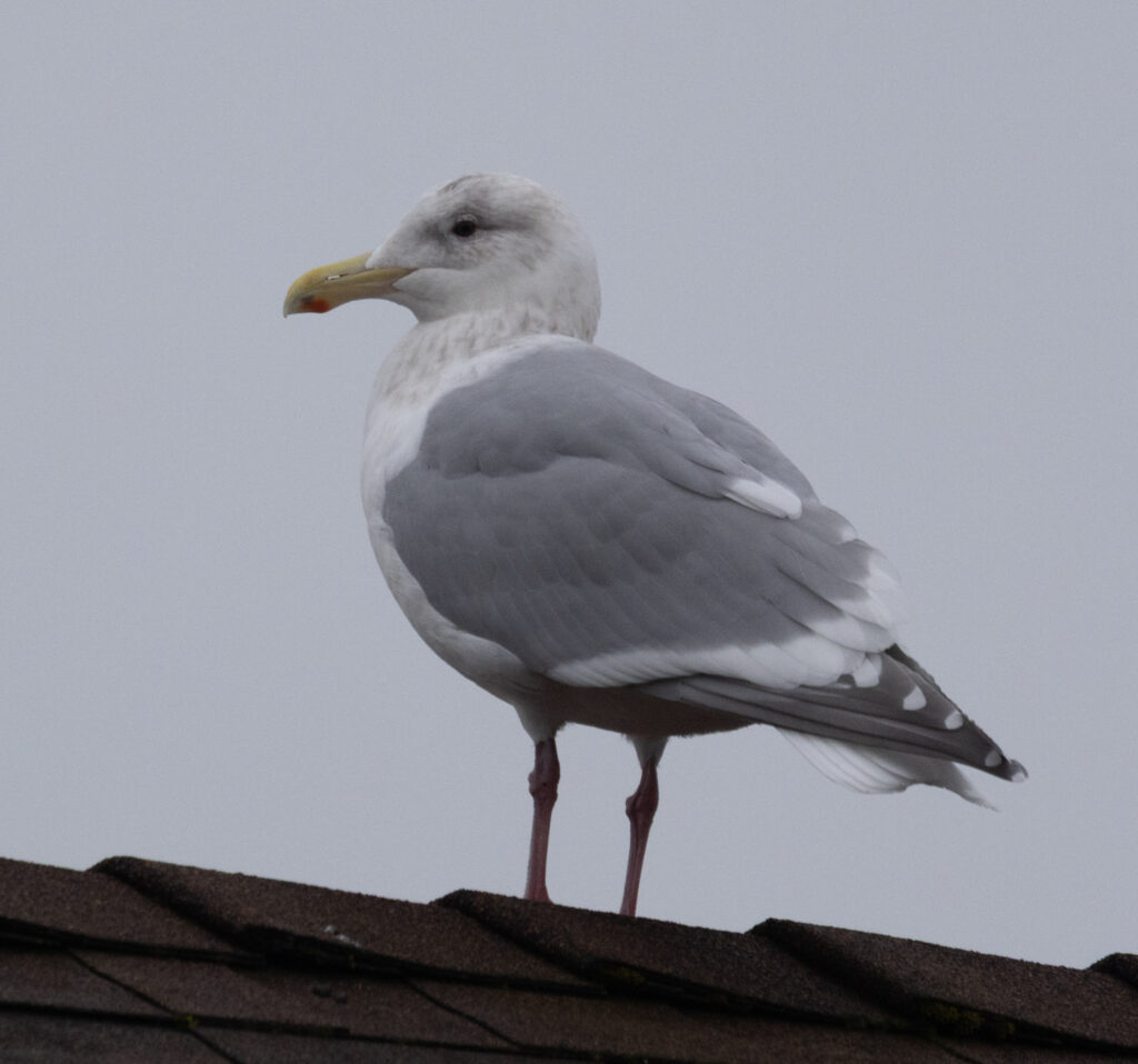 Cook Inlet Gull