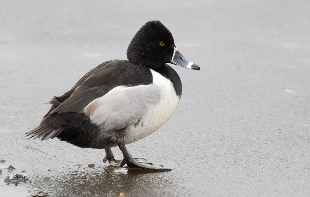 Ring-necked Duck