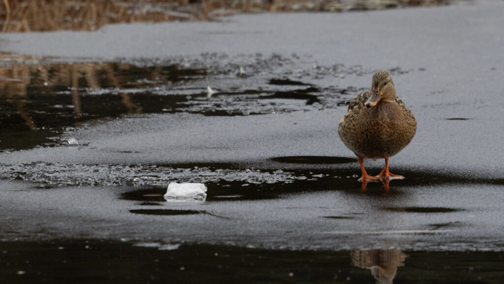 Mallard on Ice