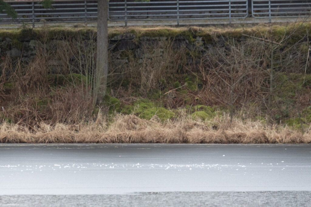 Feathers on Ice