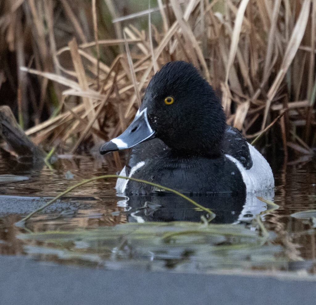 Ring-necked Duck