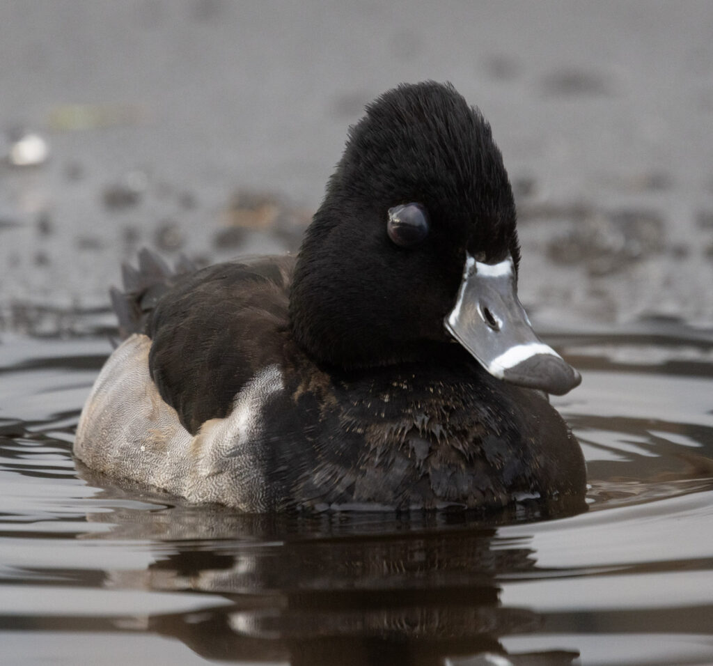 Ring-necked Duck with Leech