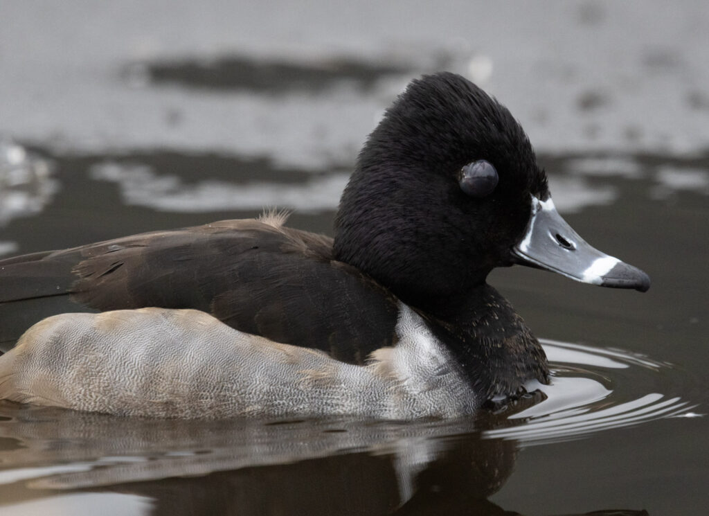 Ring-necked Duck with Leech