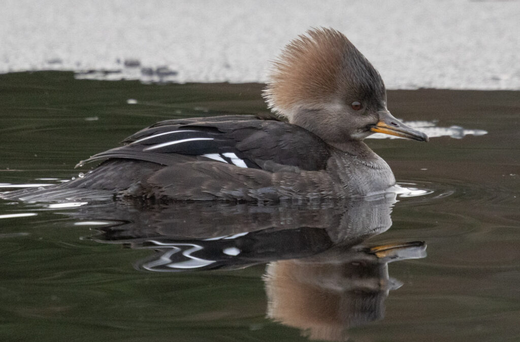 Hooded Merganser