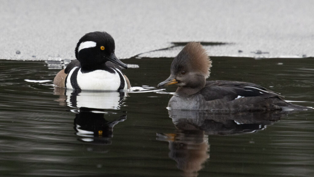 Hooded Mergansers