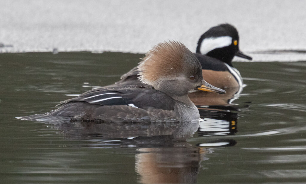 Hooded Mergansers