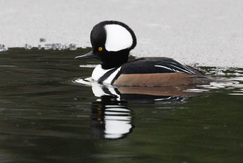 Hooded Merganser