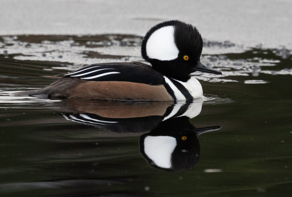 Hooded Merganser