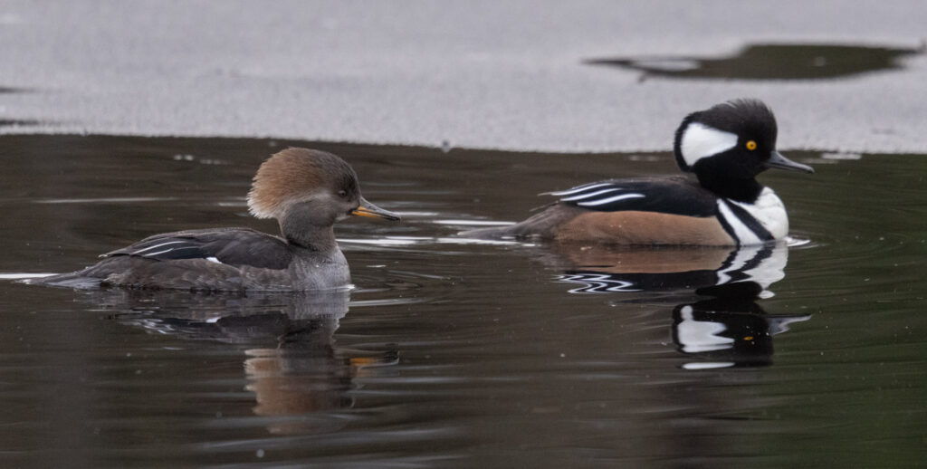 Hooded Mergansers