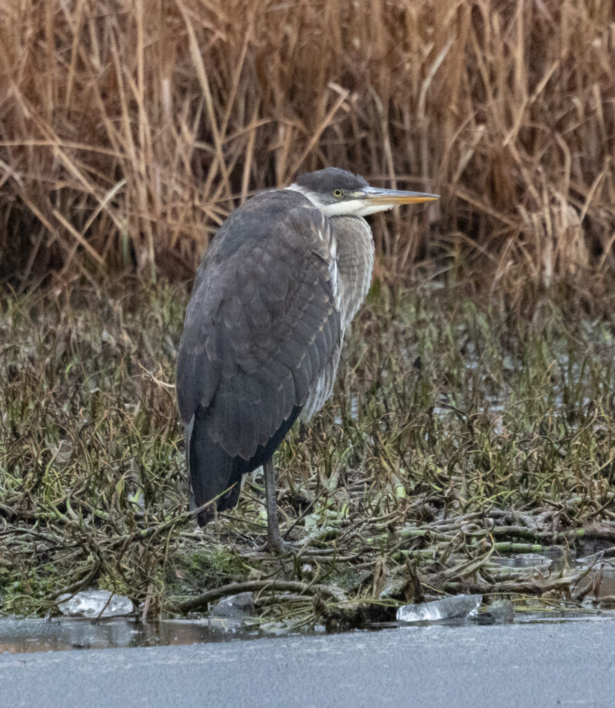 Great Blue Heron