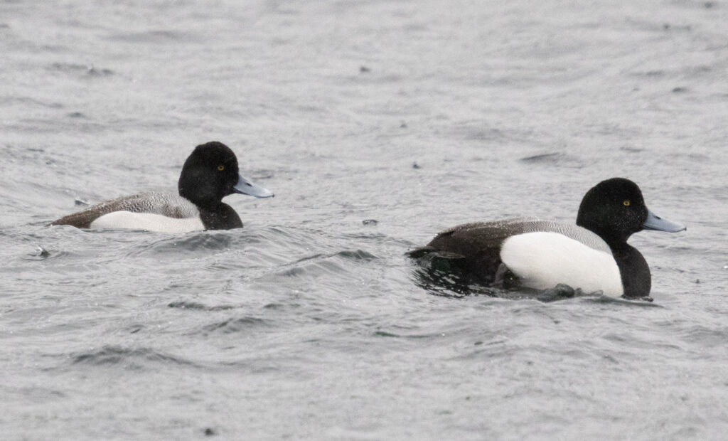 Scaups at the Channel