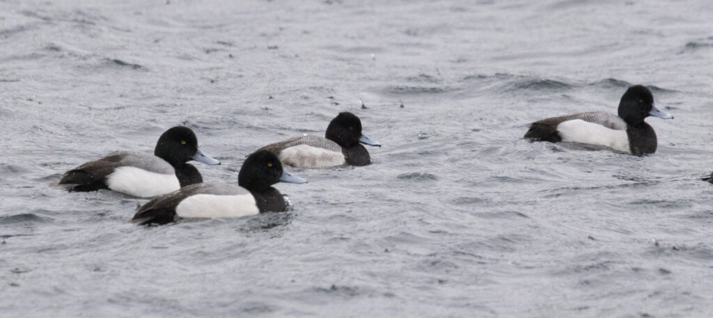 Scaups at the Channel