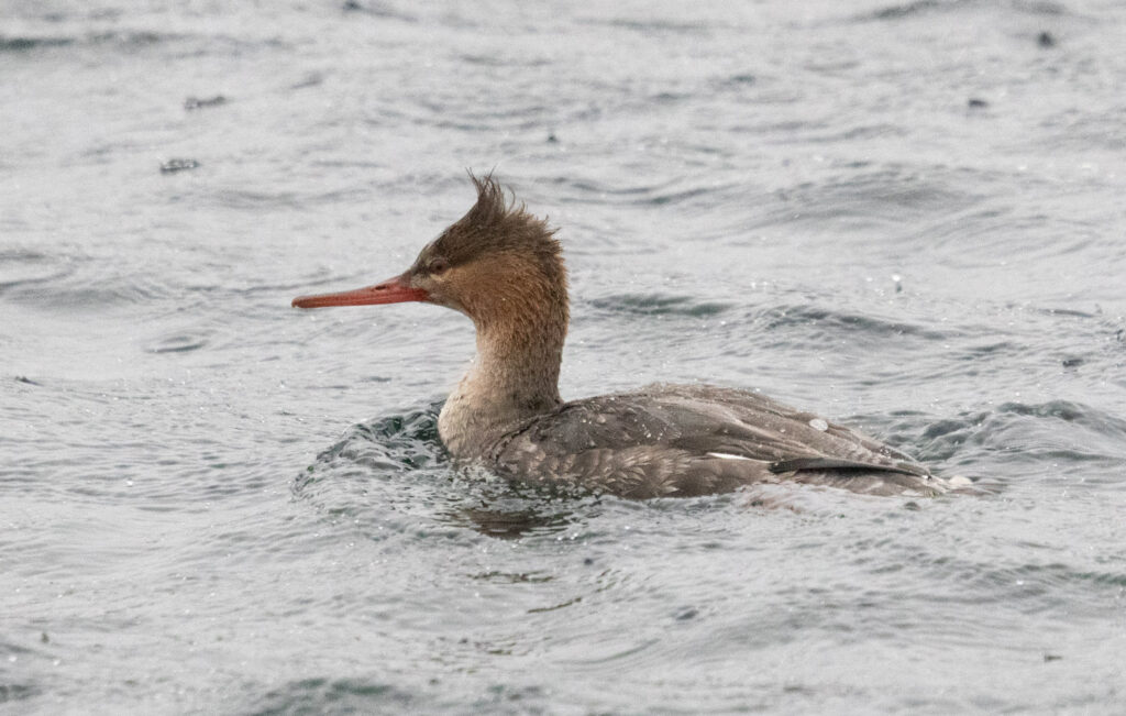 Red-breasted Merganser