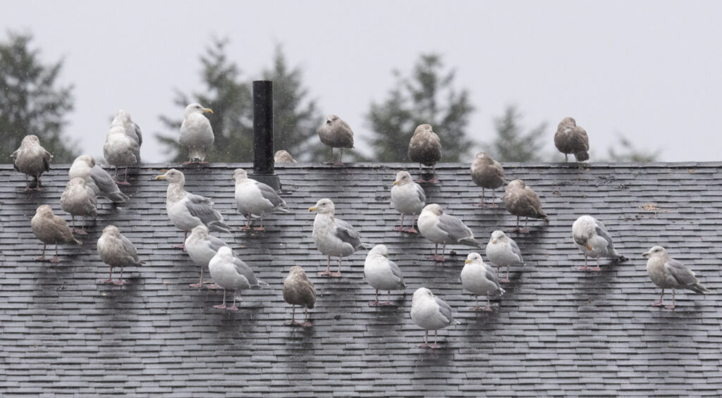 Gulls Loafing on a Building