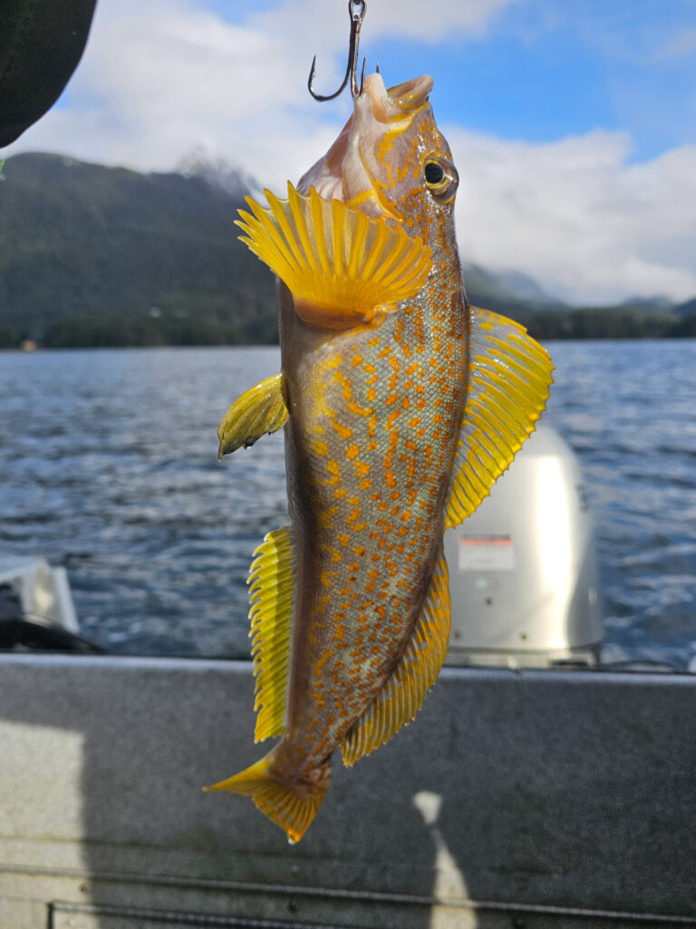 Kelp Greenling (<em>Hexagrammos decagrammus</em>)