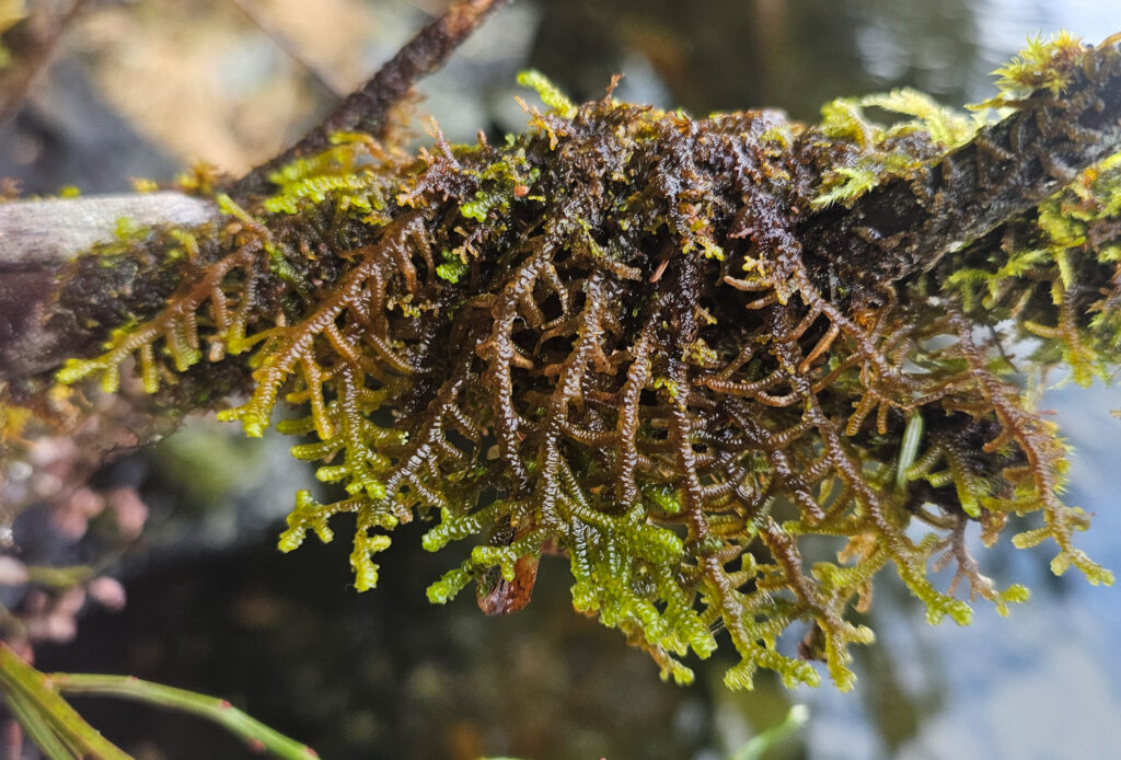 Livewrort (Porella navicularis)