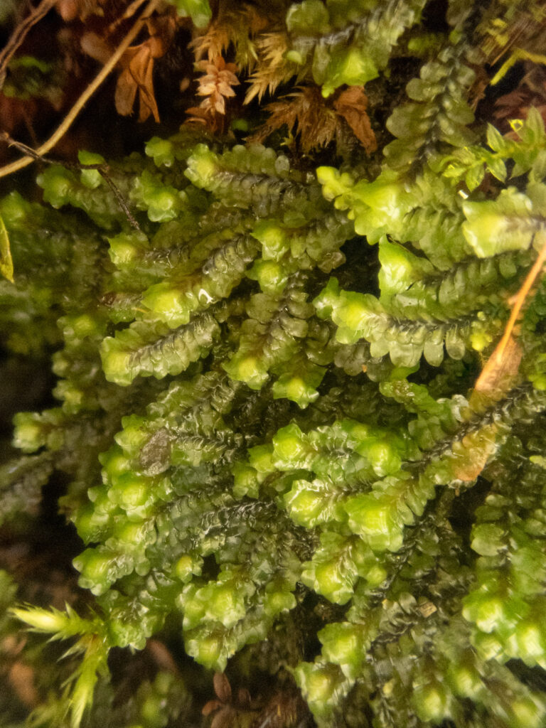 Macrodiplophyllum flaccidum