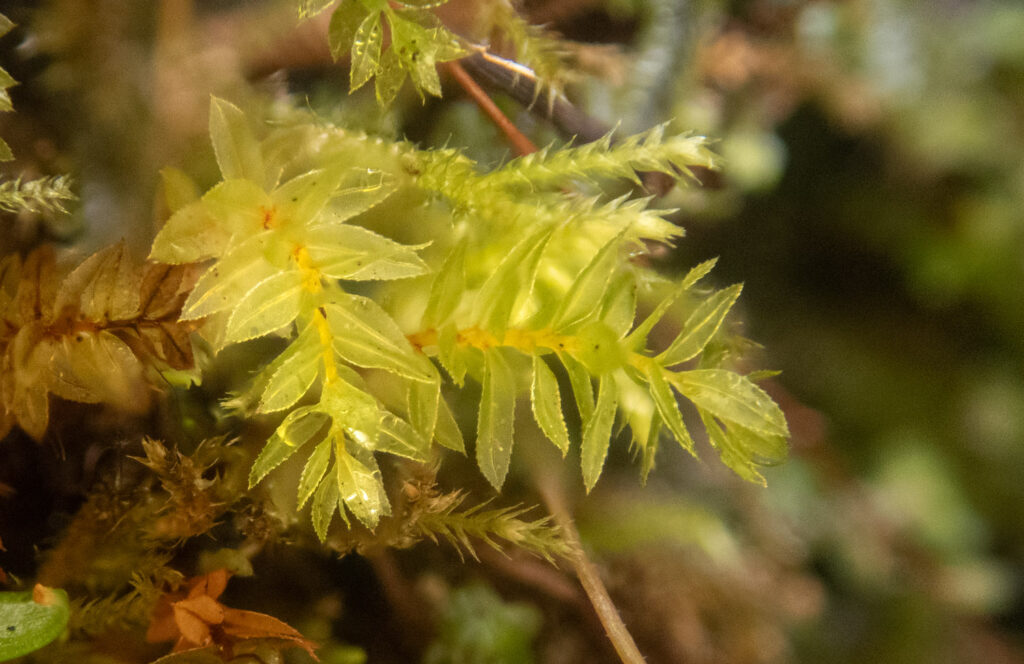 Moss (Mnium sp)