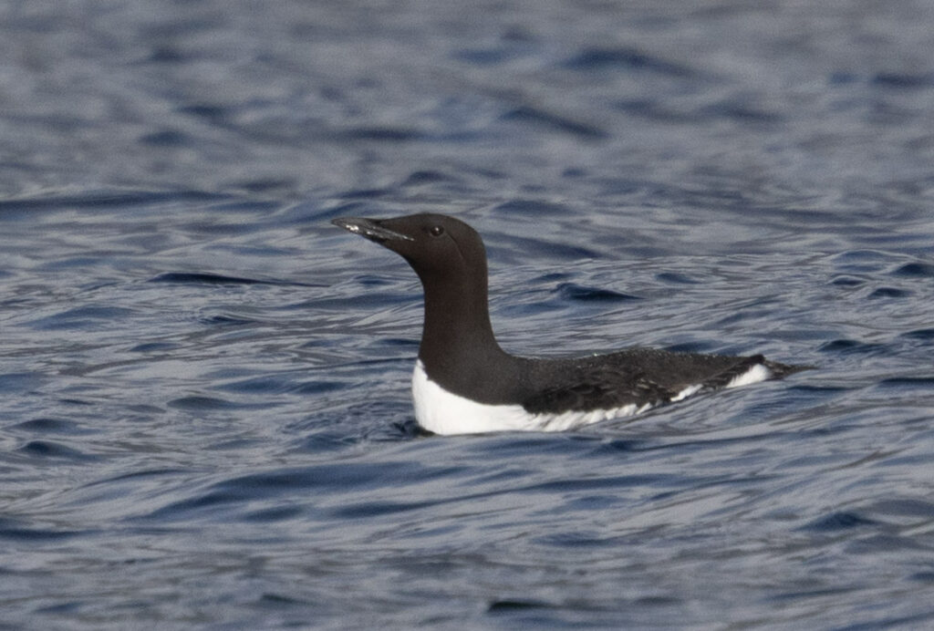 Common Murre