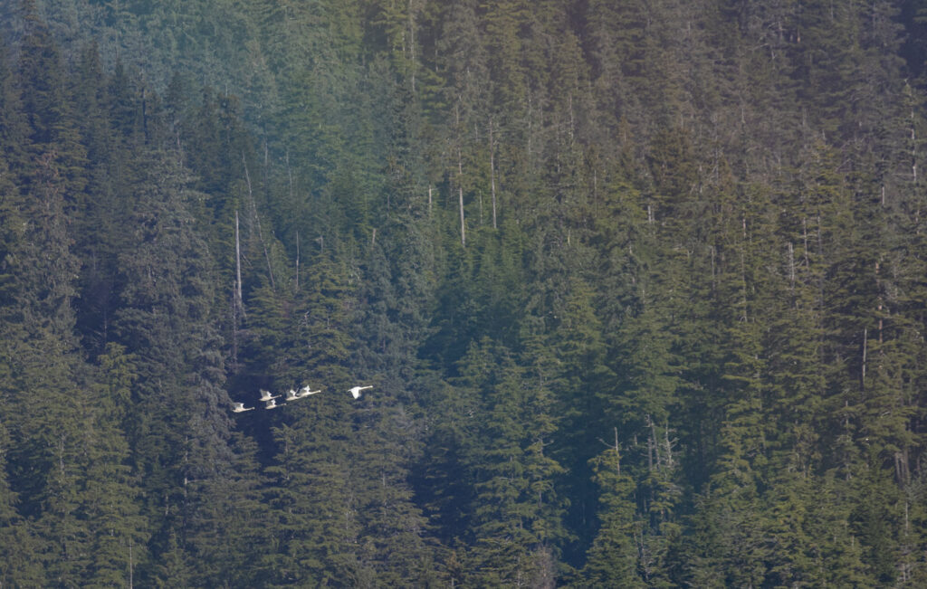 Trumpeter Swans in Flight