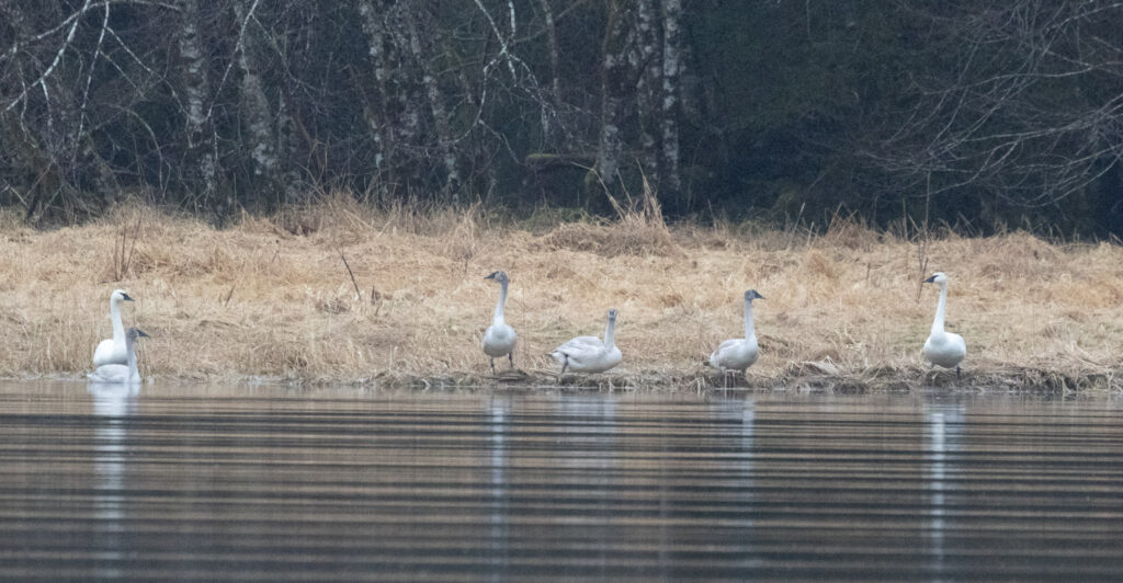 Trumpeter Swans