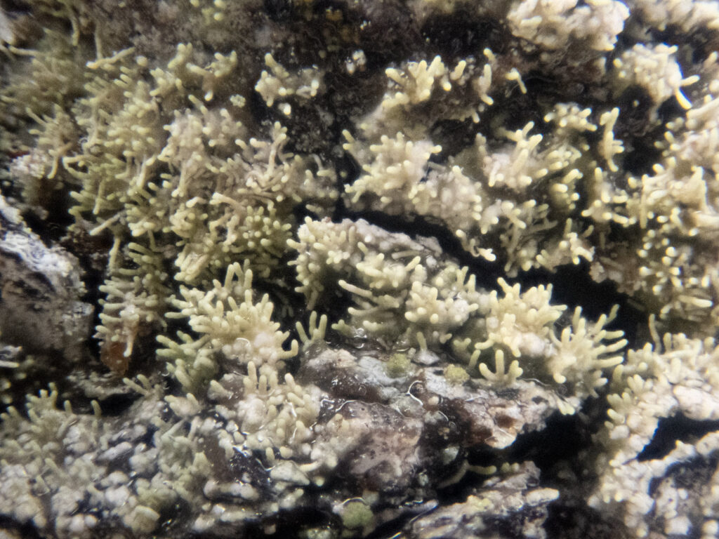 Tiny Tree Coral (Loxosporopsis corallifera)