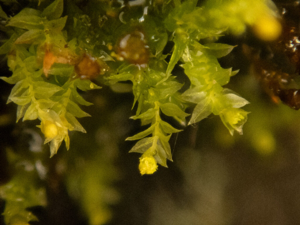 Moss (<em>Tetraphis</em>)