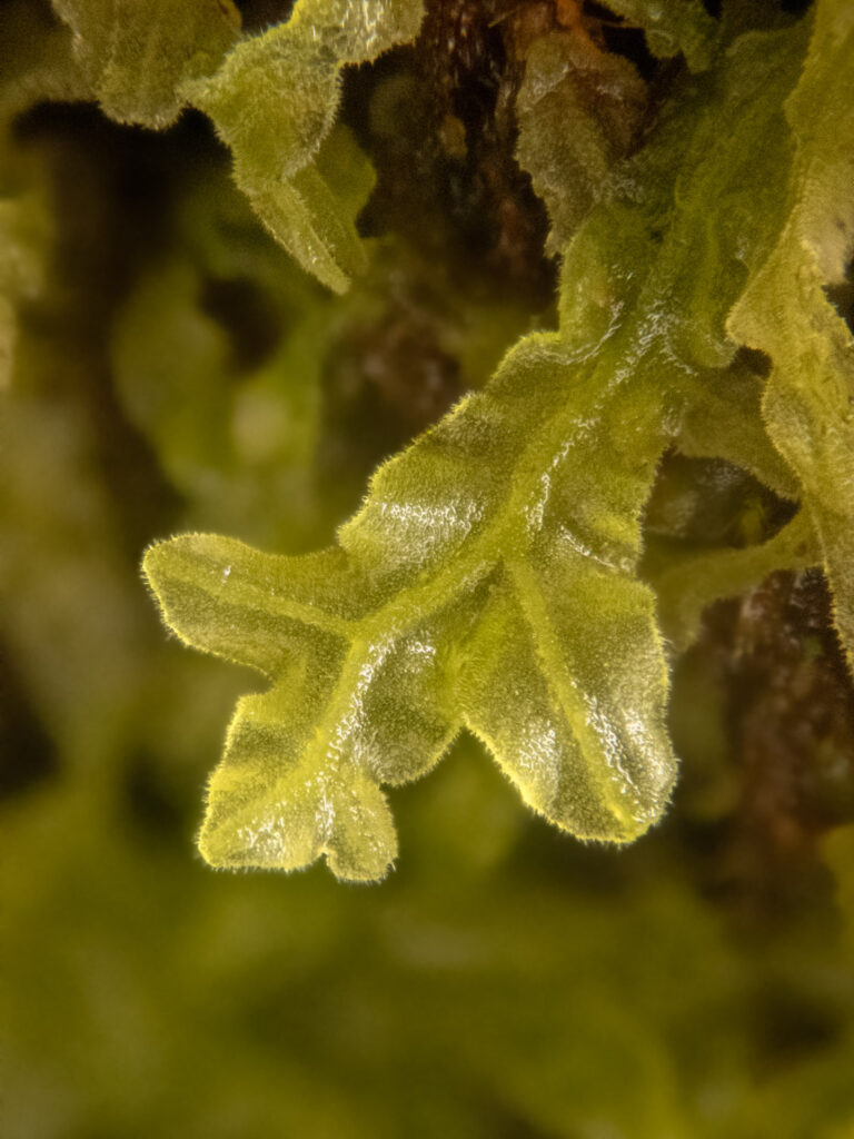 <em>Metzgeria pubescens</em>