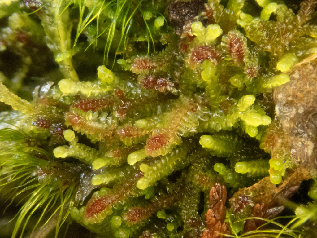 Liverworts