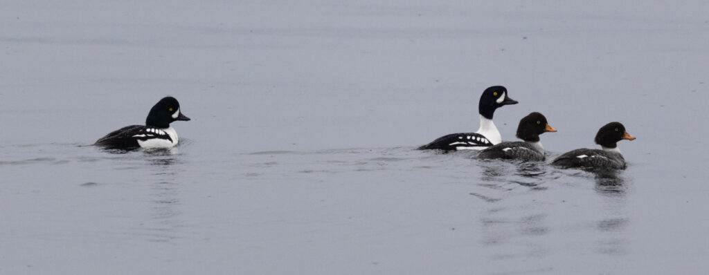 Barrow's Goldeneyes