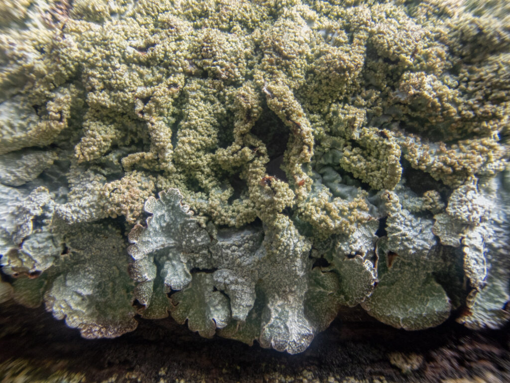 Lichen (Parmelia)