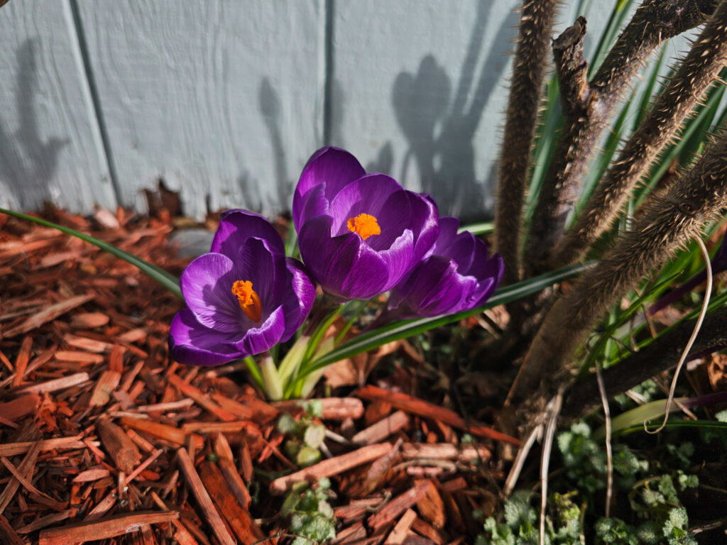 Spring Crocuses