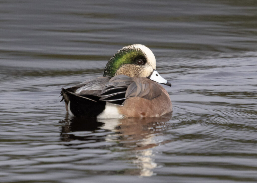 American Wigeon