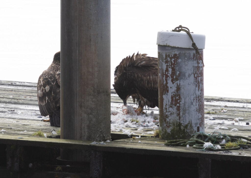 Bald Eagle