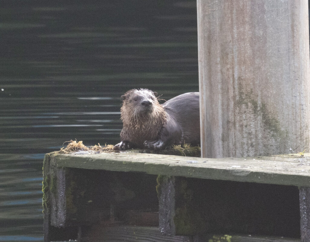 River Otter