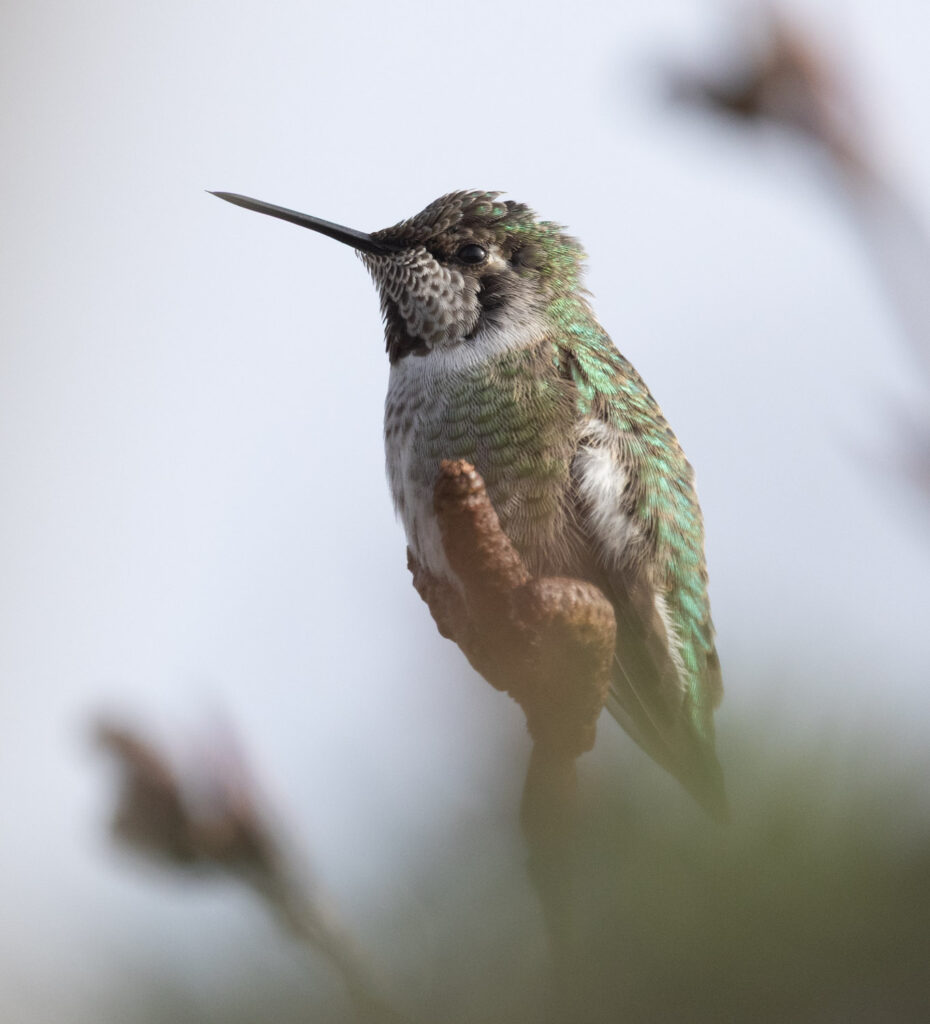 Anna's Hummingbird