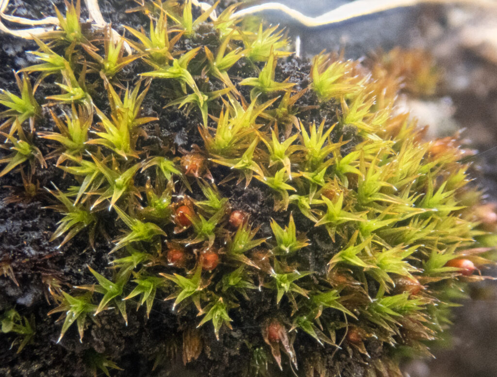 Moss (<em>Schistidium</em>)