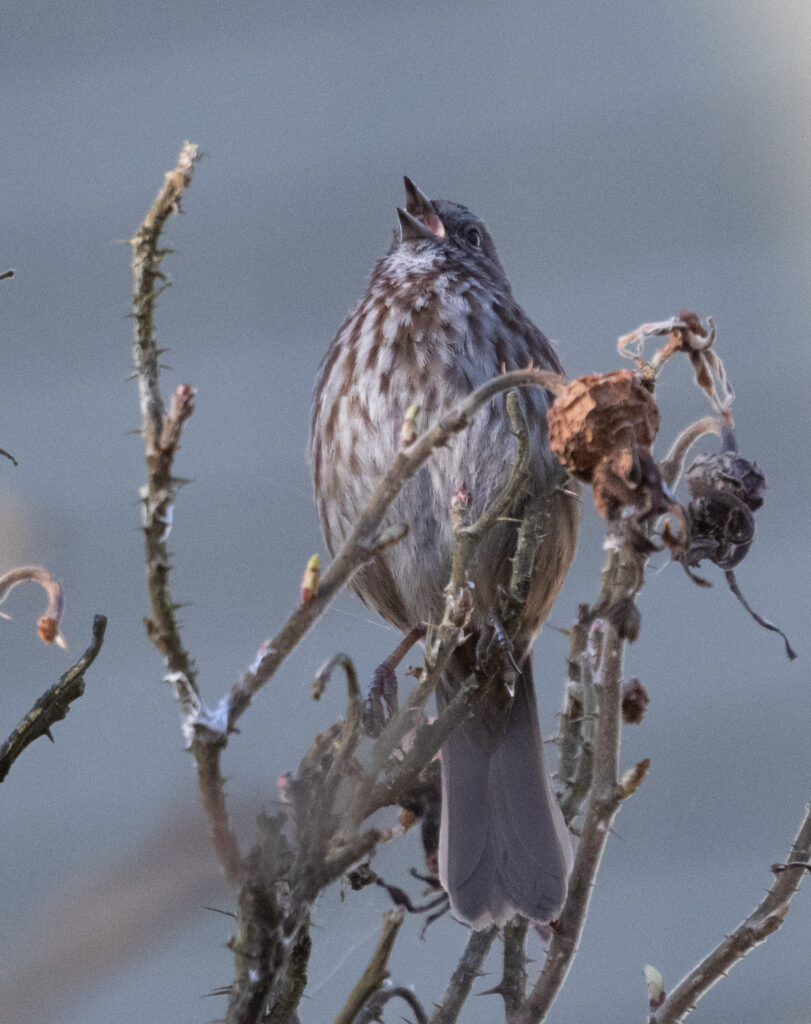 Singing Song Sparrow