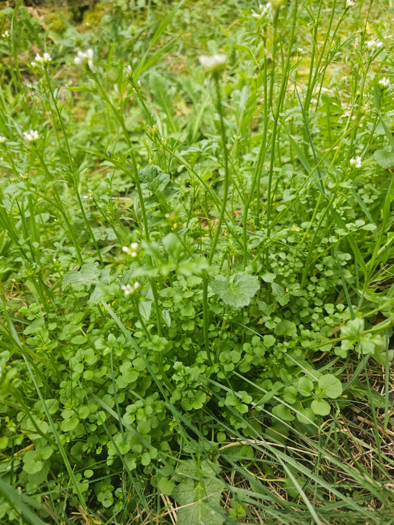 Bittercress (<em>Cardamine</em>)