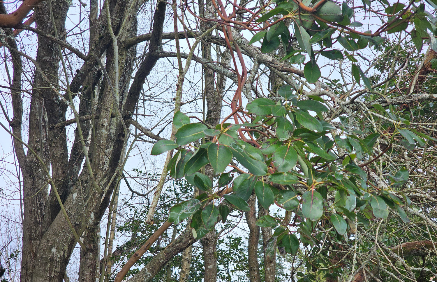 Madrone