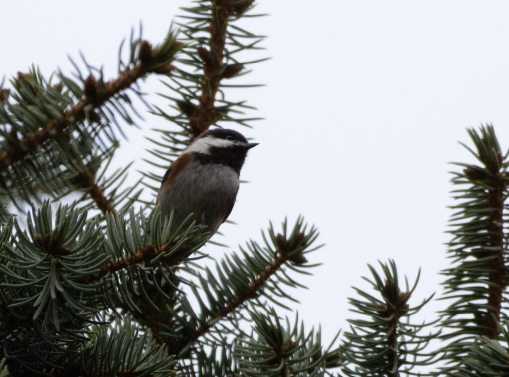 Chestnut-backed Chickadee