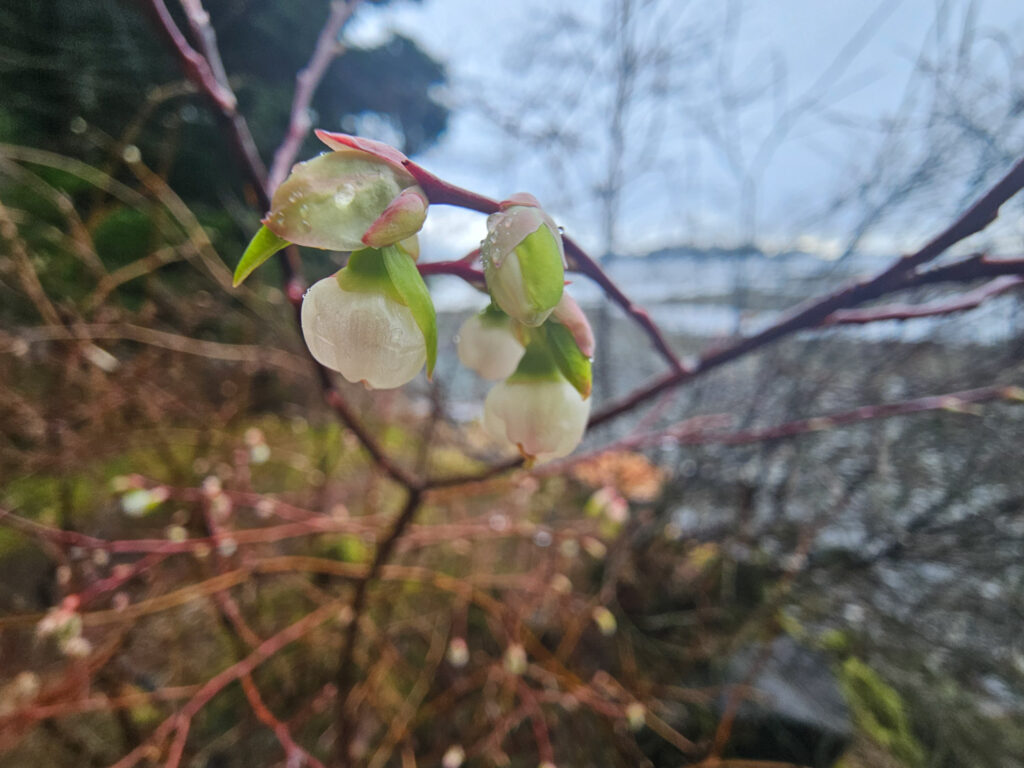 Blooming Early Blueberry Bush