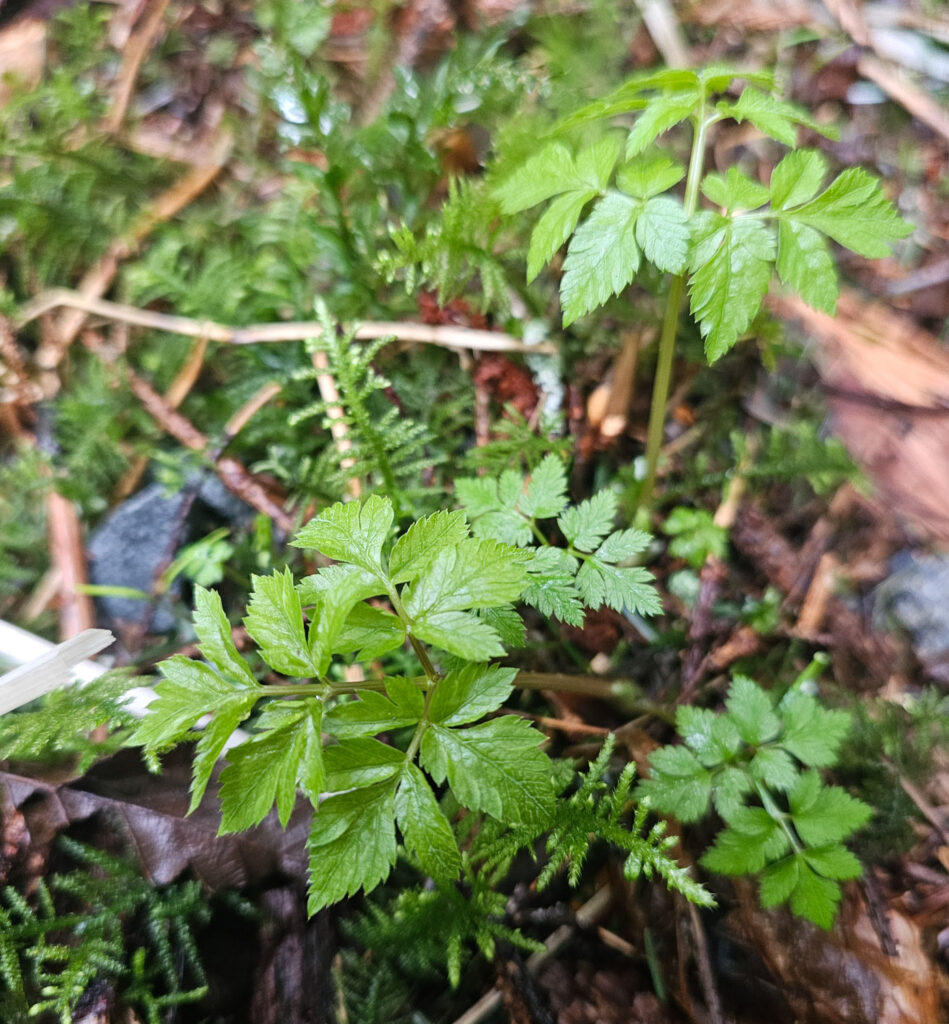 Sweet-cicely (<em>Osmorhiza purpurea</em>)