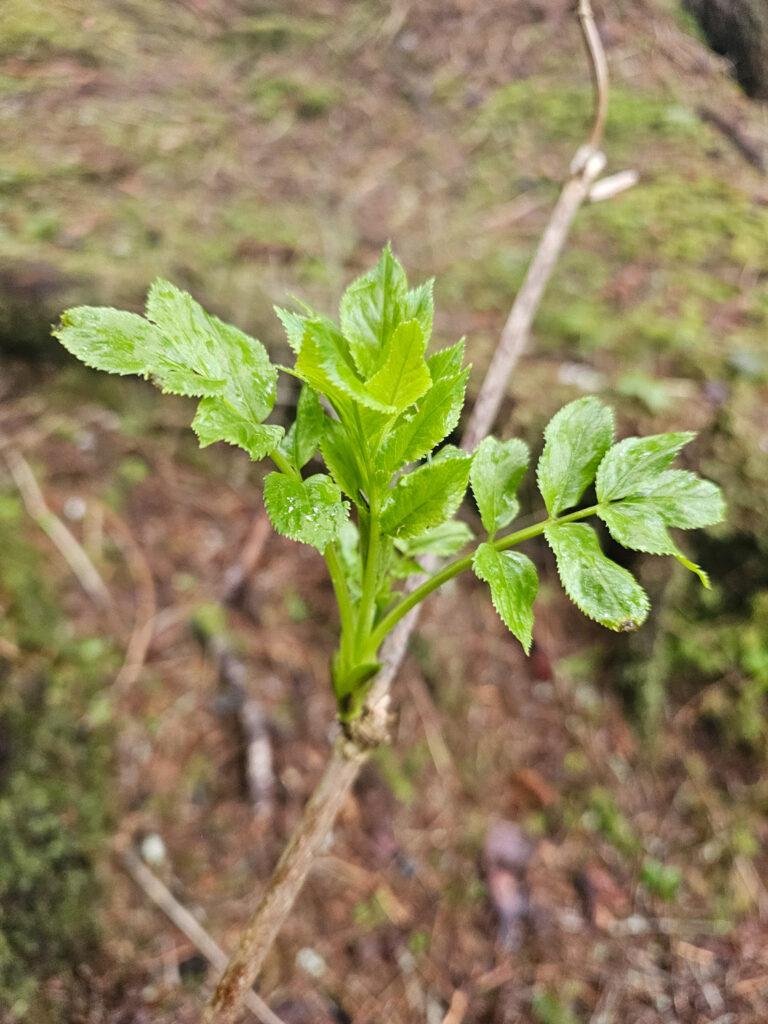 New Growth on Red Elderberry