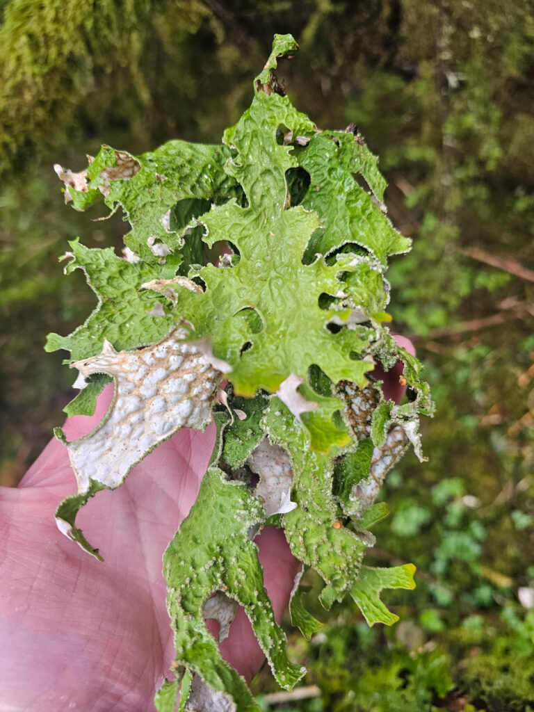 Lungwort (<em>Lobaria pulmonaria</em>)