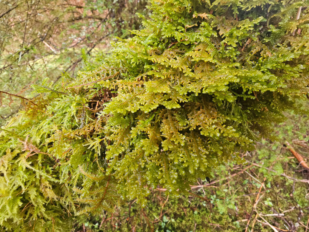 Tree Ruffle Liverwort (Porella navicularis)