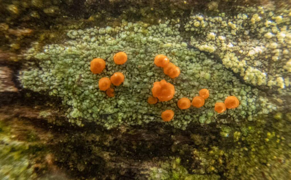 Orange Apothecia