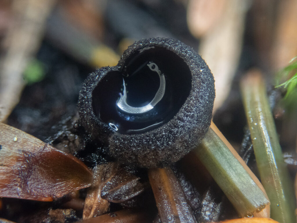 Ebony Cup (<em>Pseudoplectania nigrella</em>)