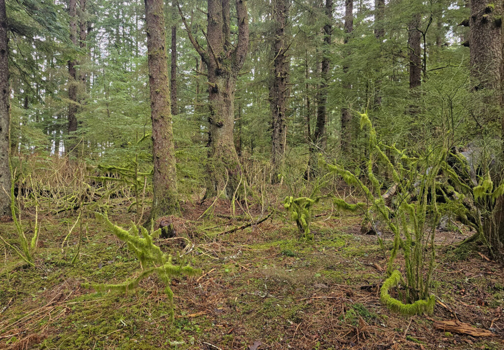 Winter Green Forest